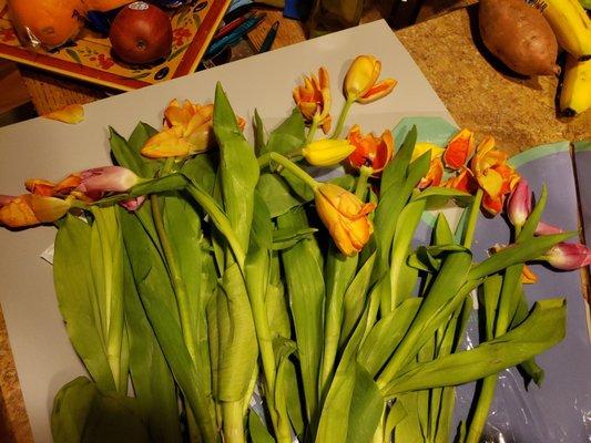 Broken, bent and missing petals. Very sad tulips.