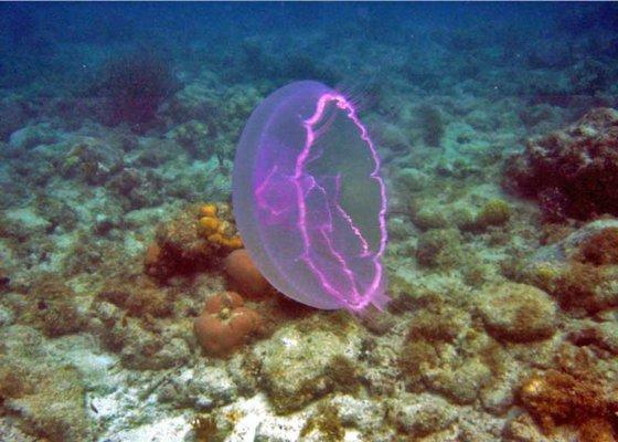 See Key West from below the water with a 4 hour private snorkeling trip!