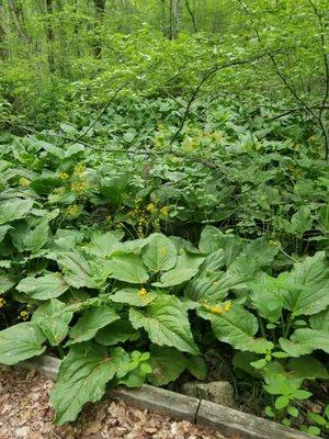 Flat Top Park