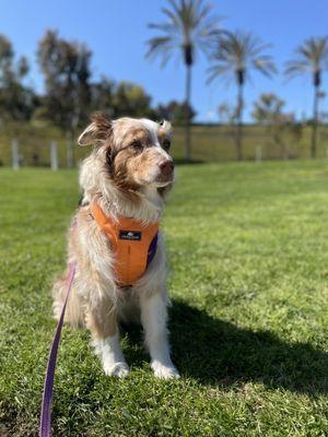 Betty Mae checking out Triangle Park