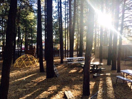 Large Playground in Ponderosa Pines