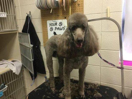 Standard poodle summer cut