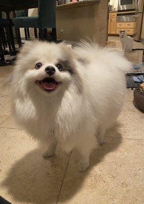 17 lbs Merle Pom