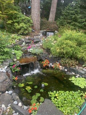 One year update on a backyard pond