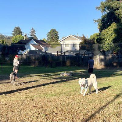 dog park with grass