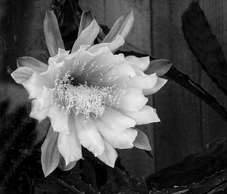 Black and white cactus flower, image edited.