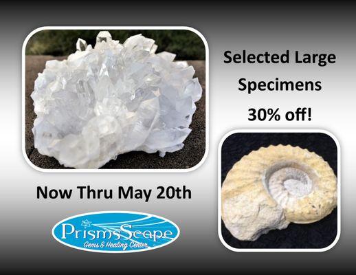 Selected Large Specimens are 30% off!