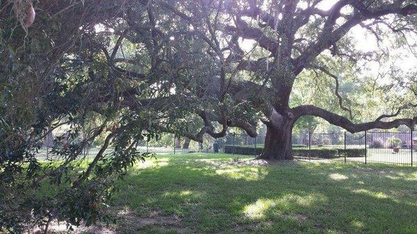 Live Oak planted by man in late 1800's in Rustic Oaks