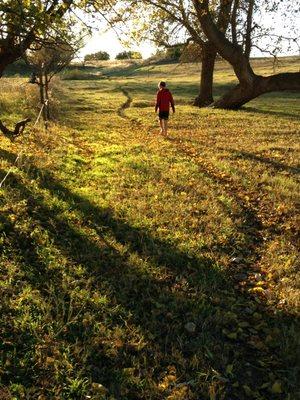 The farm is very small, but we have worked to make it the best it can be by planting trees, building organic matter, and rotational grazing