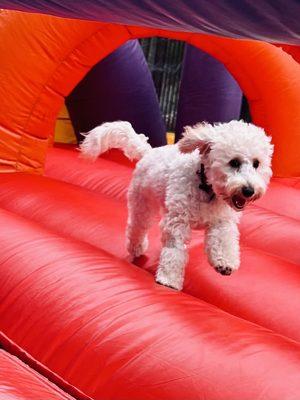 Pup enjoying the bouncer!