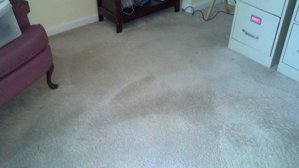 Residential carpet with pet stains (after). Utilizing our brush and bonnet process.