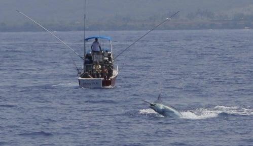 Cherry Pit on a 500 lb marlin