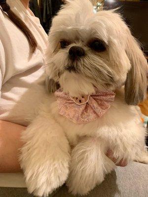 Waffles is a pure bred shih tzu. She is Cupcakes wife and the momma dog of Groucho & Big Fluff. She is looks gorgeous with her pink Bow!