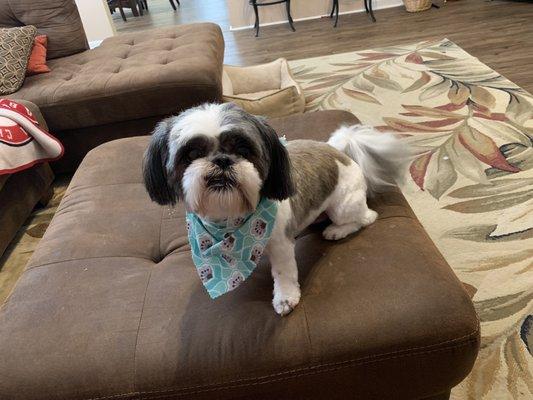 My Allie after being groomed!