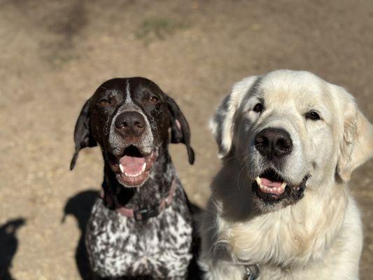 Smiling Happy Dogs