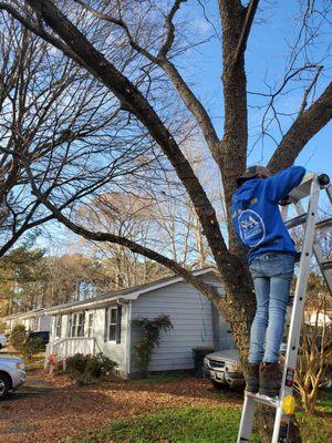 Christmas lights install on a tree