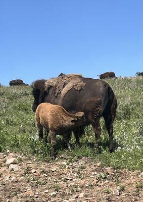 Bison herd in Casper State Park