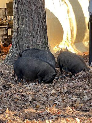 Our 3 little pigs! They eat a lot of pig feed and we give the an apple every once in awhile.