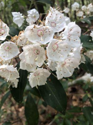 Mountain laurel on the xc ski trails