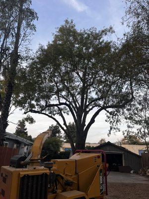 Crown clean and structure prune on mature Ash tree !