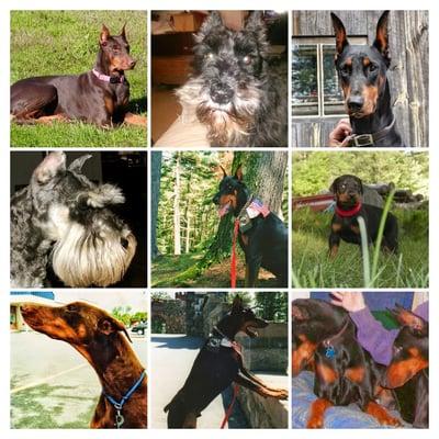 Collage of some of the hounds from over the years so capably cared for at Henniker Vet. Hosp.