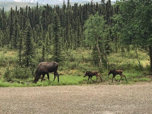 Visiting moose and her calves at Denali Touch of Wilderness Inn.