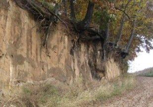 This road-cut shows the variations within a soil profile.