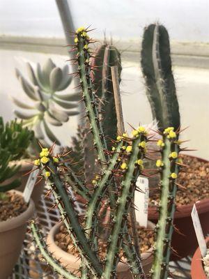 Flowering cactus