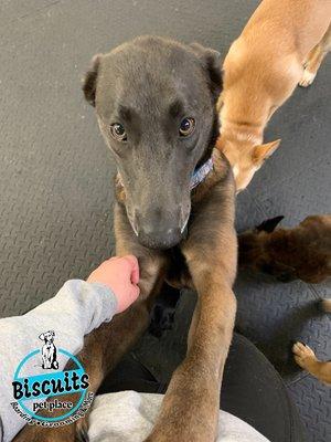 Bluto loves Biscuits Pet Place!