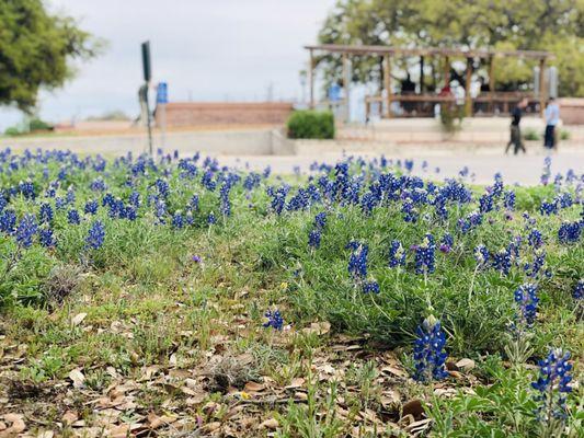 The skate park is a great place to see Bluebonnets blooming in late March/early April.