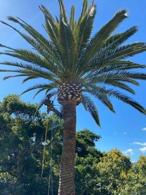 Date Palm(Phoenix dactylifera) trim.