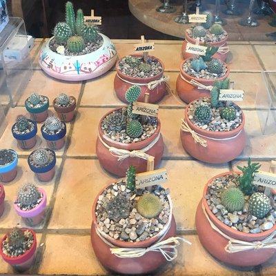 Cute window cacti!