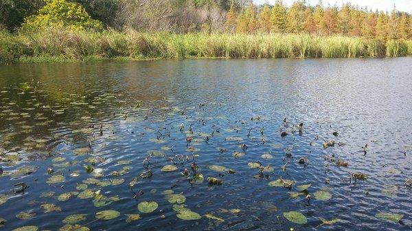 Water and lily pads