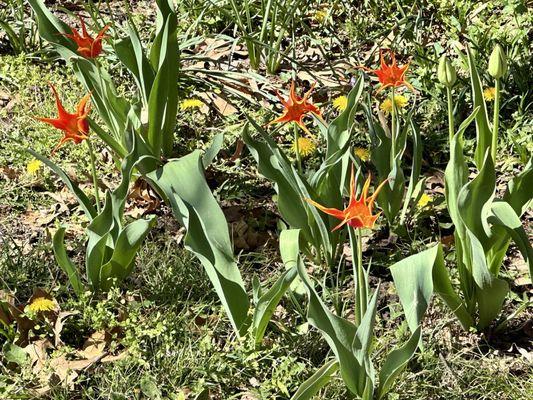 Tulips at the Bartlett Arboretum