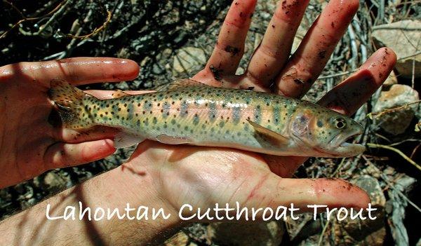 I caught (and released) this Lahontan Cutthroat Trout in the Upper Truckee River using my GLoomis SR 843-2/7' Medium Fast.