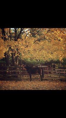 Beech Hill Farm