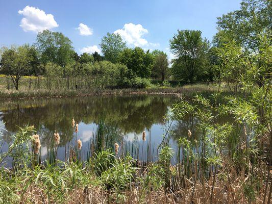 A pond loaded with the sounds of nature.