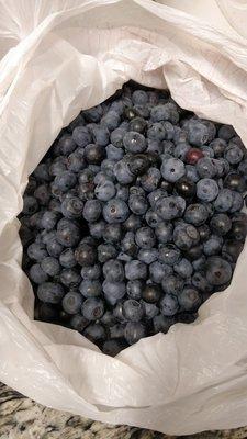 Chmielewski's Blueberry Farm