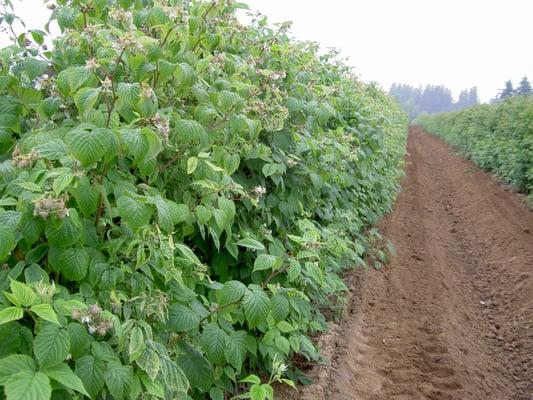 Tulameen Raspberry field