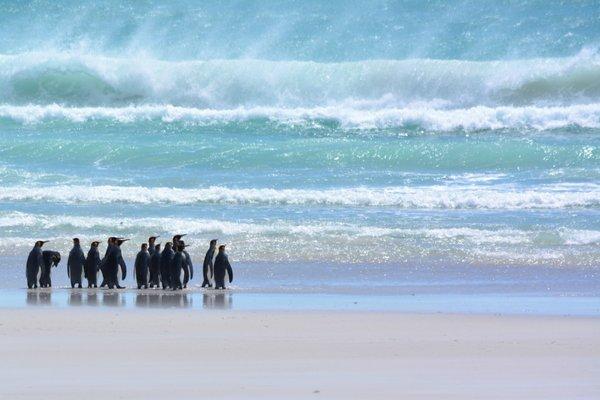 Strolling in the Falkland Islands