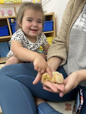 Our toddler class hatched chicks from eggs using an incubator. They were so excited to pet the chicks when they hatched.