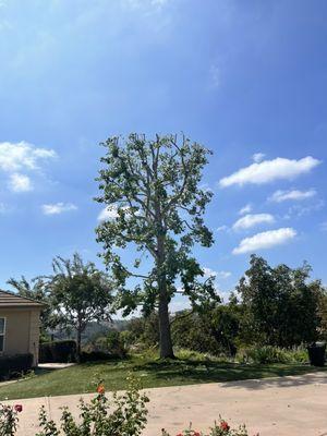 Liquidambar (after)- pruning and shaping