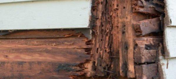 Treebark Termite and Pest Control