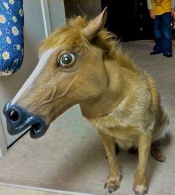 Finest selection of horse masks in LA!