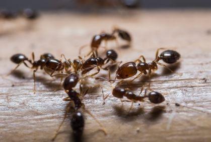 carpenter ants