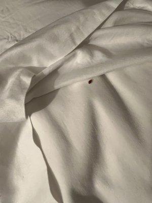 Bedbugs here too...in room 148 at the Madison in East Hartford