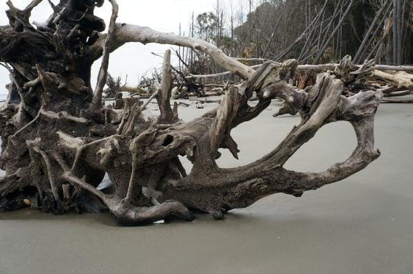 Capers Island, Boneyard Beach