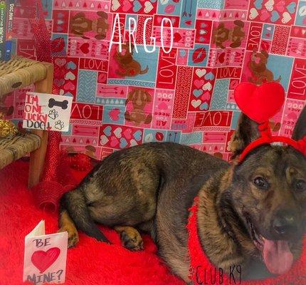 Argo's Christmas Photo.  His owner trusted this attorney by putting her dog in her will.