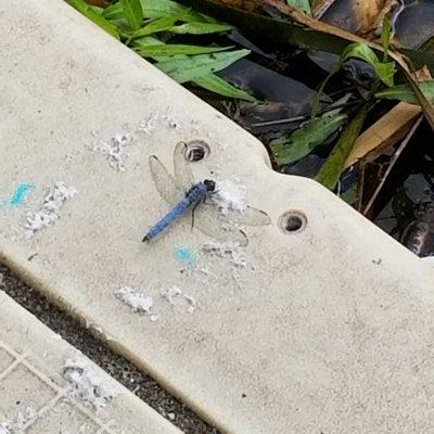 Blue Dragonfly on the pier near Ward Lake.