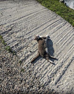 Bob. Loves Treats and if you're lucky he may tag along during your round.